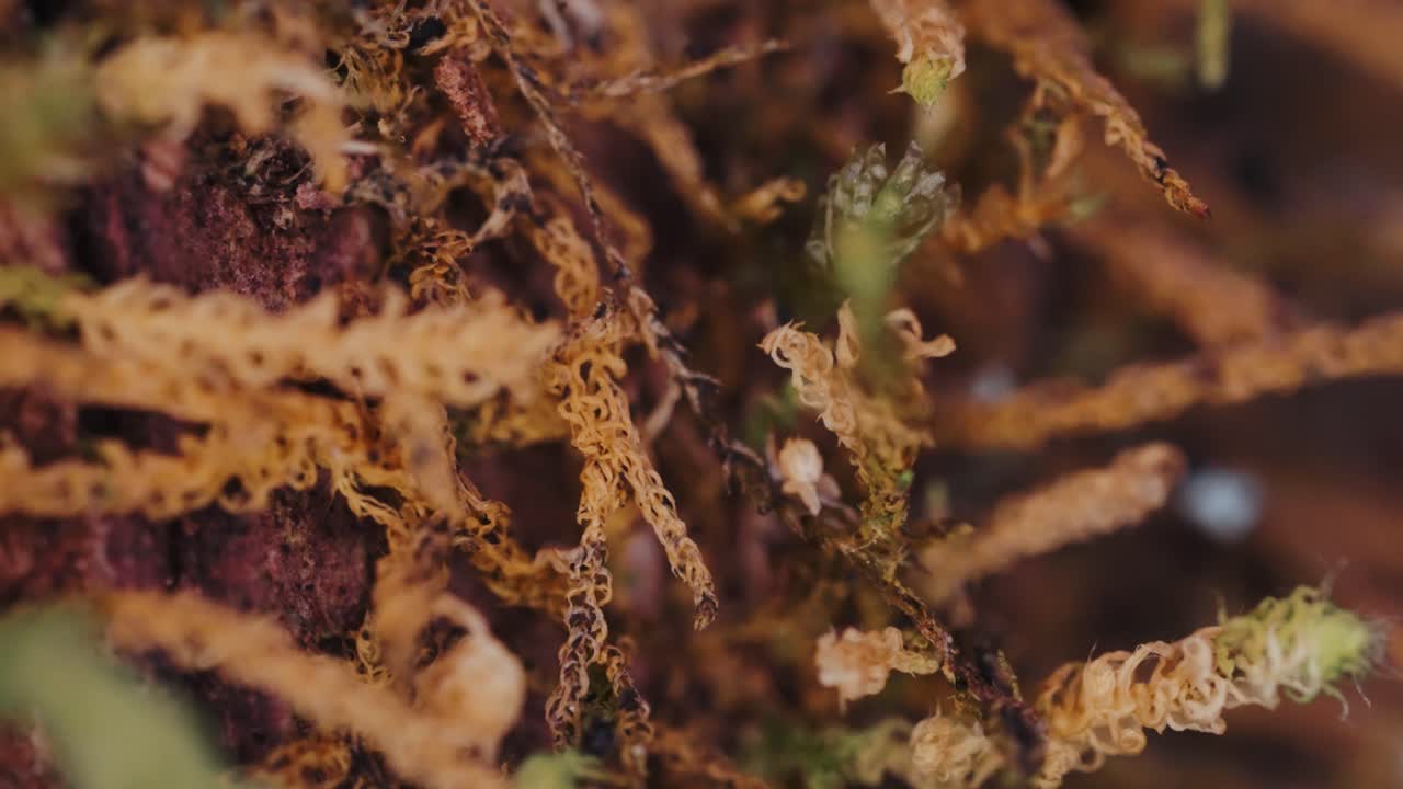 이끼의 슈퍼 매크로 클로즈업