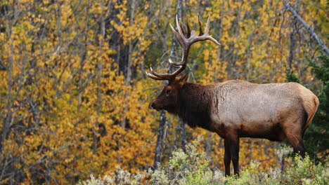 single bull elk in rut, standing alone outdoors surrounded by yellow autumn tree leaves