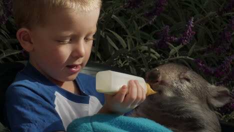 small child feeding a joey wombat