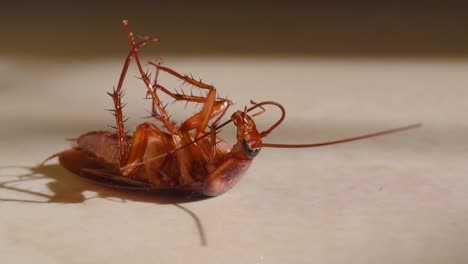 cucaracha tumbada boca abajo en el suelo de la casa y tratando de levantarse y pararse de cerca, cucaracha de la casa tumbada boca abajo en la alfombra del suelo