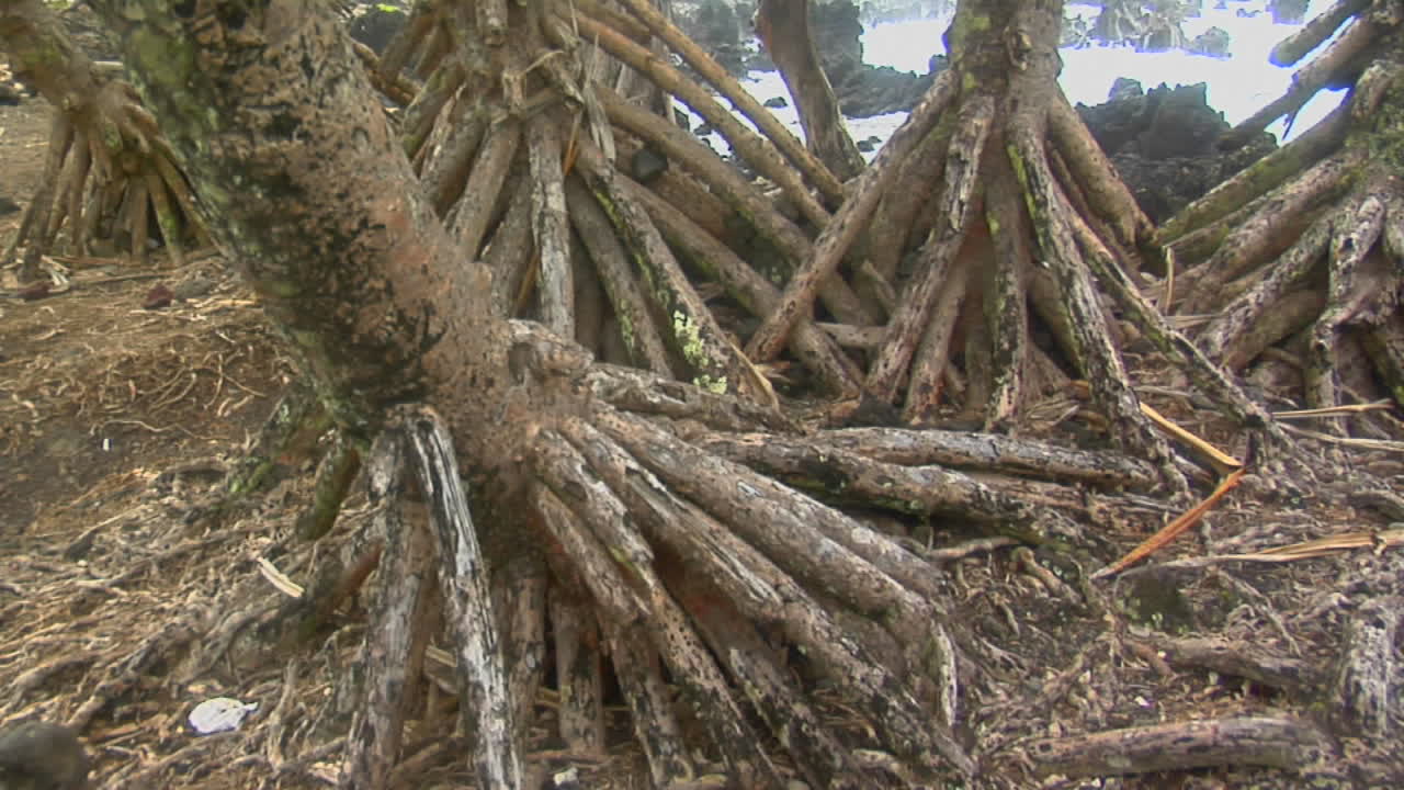 바다를 배경으로 맹그로브 나무 뿌리를 가로지르는 느린 팬