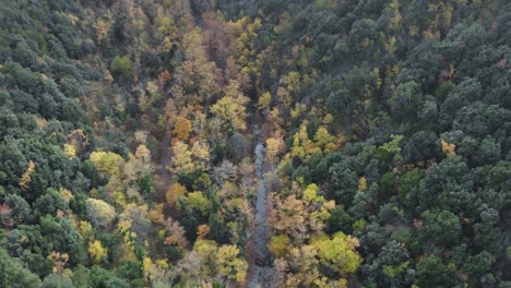 Overhead-Aerial-drone-Shot-river-forest-autumn-looking-down