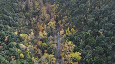 overhead aerial drone shot river forest autumn looking down