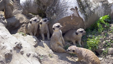 young group of cute meerkats resting together and watching during hot summer