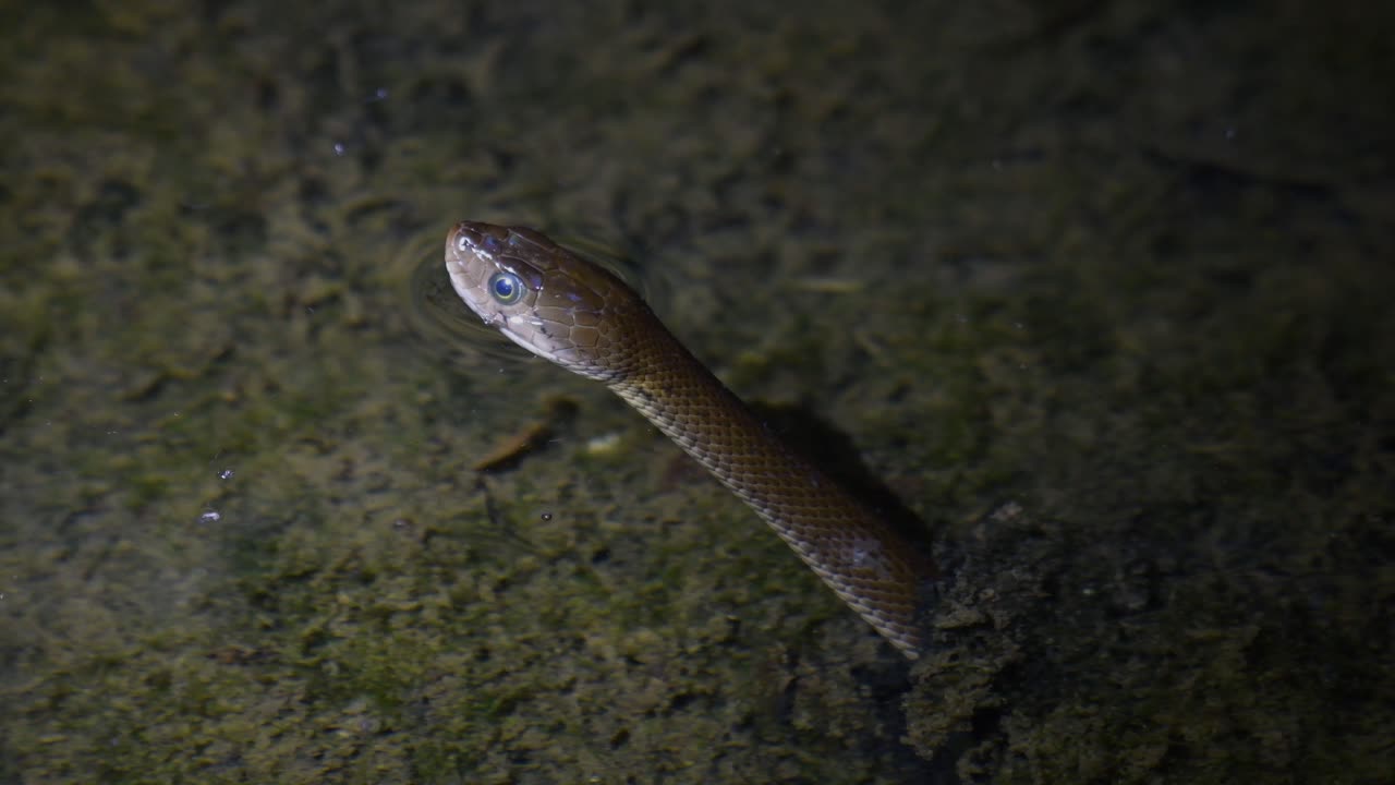 keelback à carreaux, fowlea piscator, sortant la tête, la langue fléchit pour sentir son environnement alors qu'il se trouve dans un plan d'eau peu profond en attendant qu'une proie passe dans le parc national de kaeng krachan