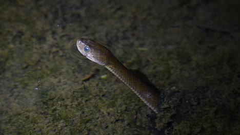 checkered keelback, fowlea piscator, sticking its head out, tongue darts to smell its surroundings while in a shallow body of water waiting for a prey to pass by in kaeng krachan national park