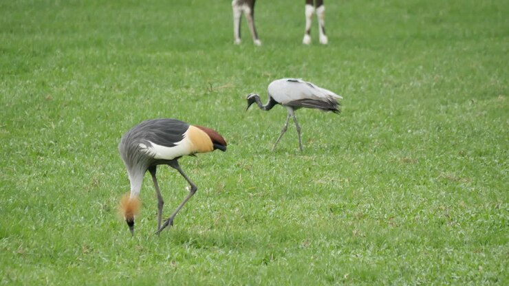 Grey Crowned Cranes in a Grassy Field