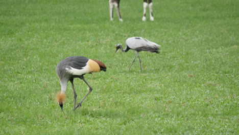 grey crowned cranes in a grassy field