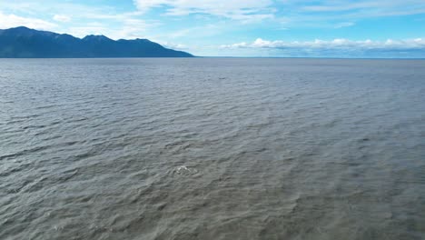 Vista-Aérea-De-Las-Ballenas-Beluga-Nadando-En-El-Brazo-Turnagain-Alaska