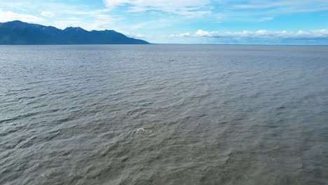 aerial view of beluga whales swimming in turnagain arm alaska