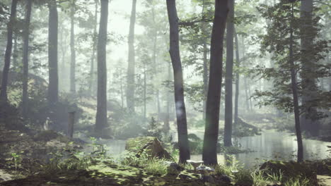 Forest-with-pond-and-mist-with-sunrays