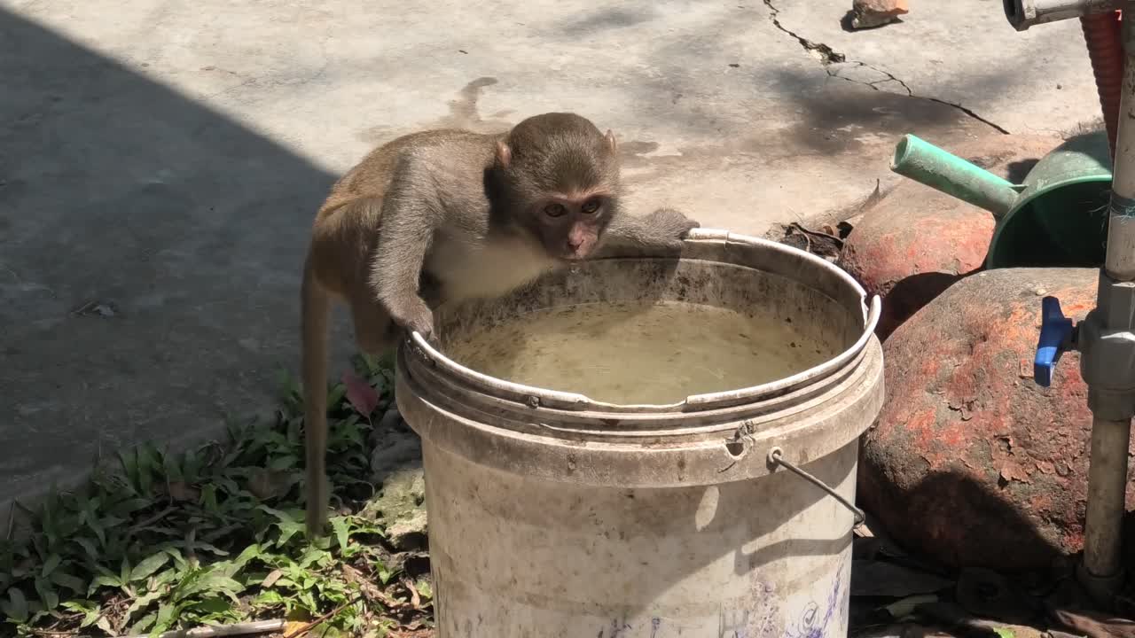 Wild macaque monkey drink water out of bucket then runs away. Monkey Island in Nha Trang, Vietnam
