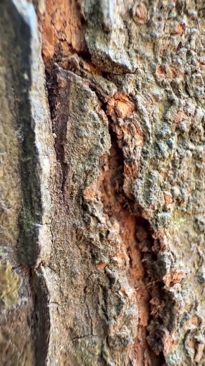 Primo piano estremo della superficie ruvida della corteccia di un albero