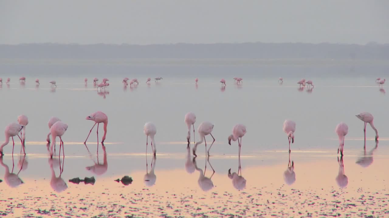 케냐 나쿠루 호수의 이른 아침 햇살에 분홍 플라밍고의 아름다운 장면 9