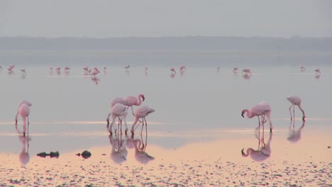 bellas imágenes de flamencos rosados a la luz de la mañana en el lago nakuru kenia 9