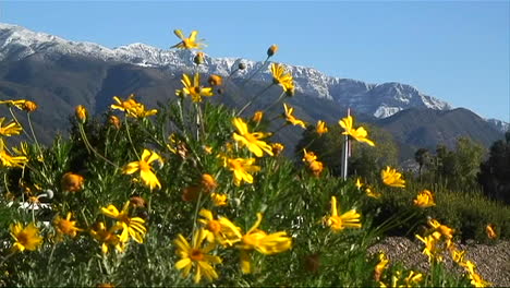 Wind-Bläst-Hochgebirgsblumen