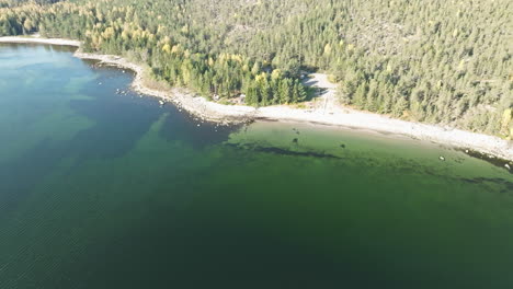 Dichter-Herbstwald-Entlang-Eines-Kristallklaren-Grünen-Meeres-In-Schweden-An-Einem-Sonnigen-Tag