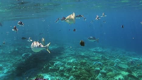 snorkeling under a tropical water with freshwater fishes swimming - closeup shot