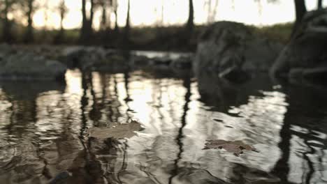 leaves-floating-on-the-river-water-in-the-forest