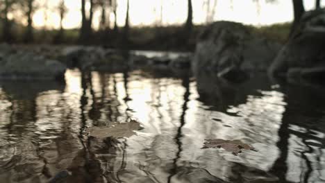 leaves floating on the river water in the forest