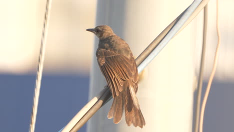 bulbul de orejas marrones extendiendo sus alas mientras se posa en un cable de alimentación