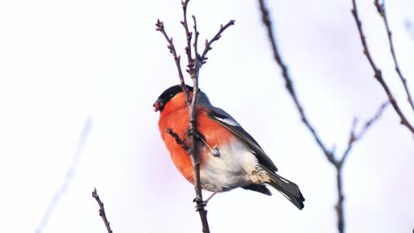 Cute-Eurasian-bullfinch-eating-seeds-of-a-tree-outdoors,close-up