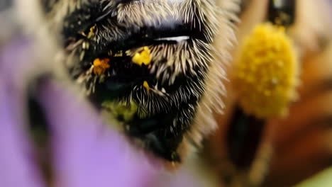 close-up of a bee