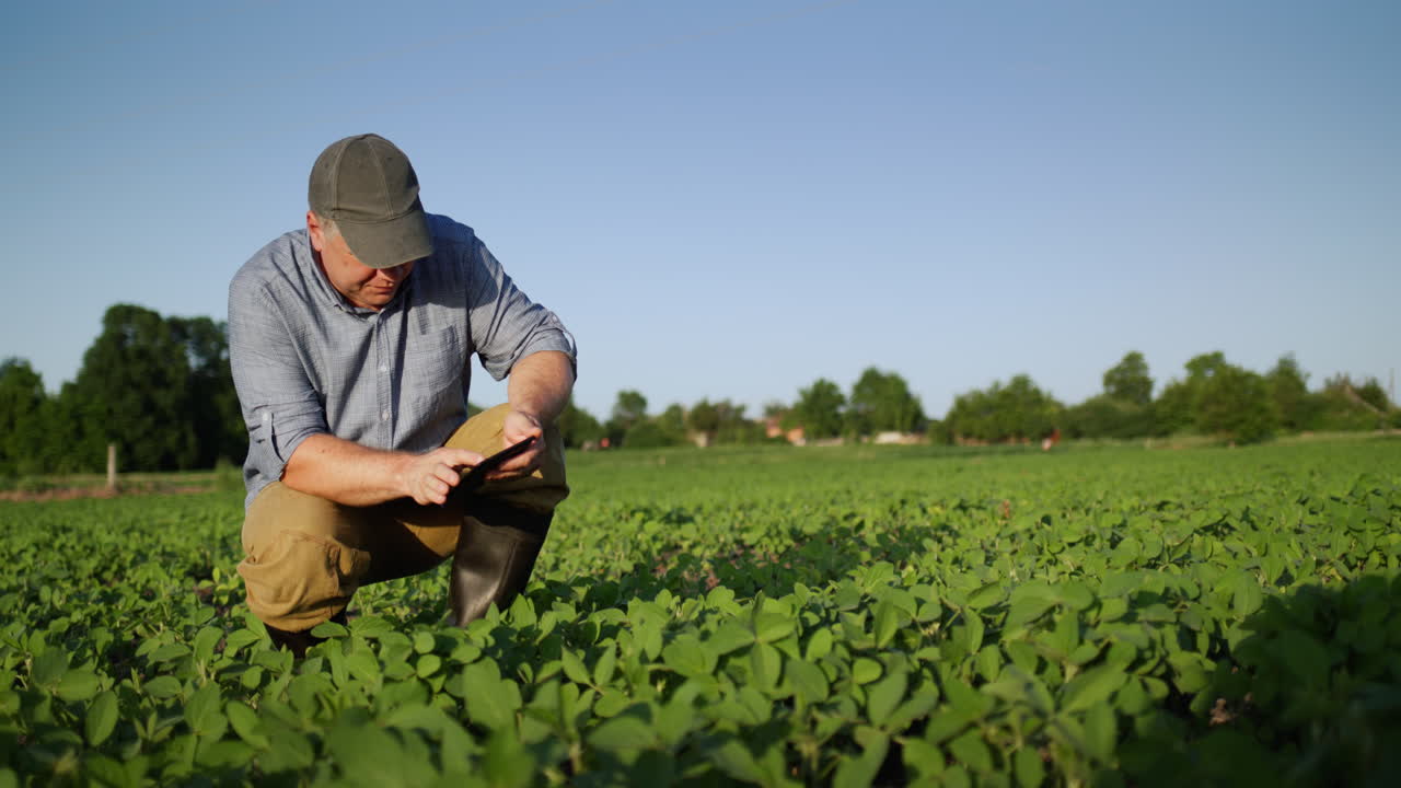 granjero de mediana edad come brotes de soja en el campo