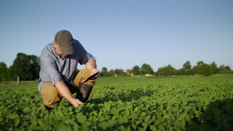 Middle-aged-farmer-eats-soybean-shoots-in-field