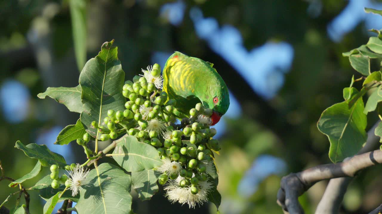 el lorikeet de pecho escamoso come néctar de la flor del árbol de goma y luego vuela lejos.
