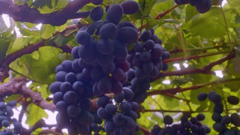 uvas negras brasileñas frescas y sabrosas, cosecha de la cosecha