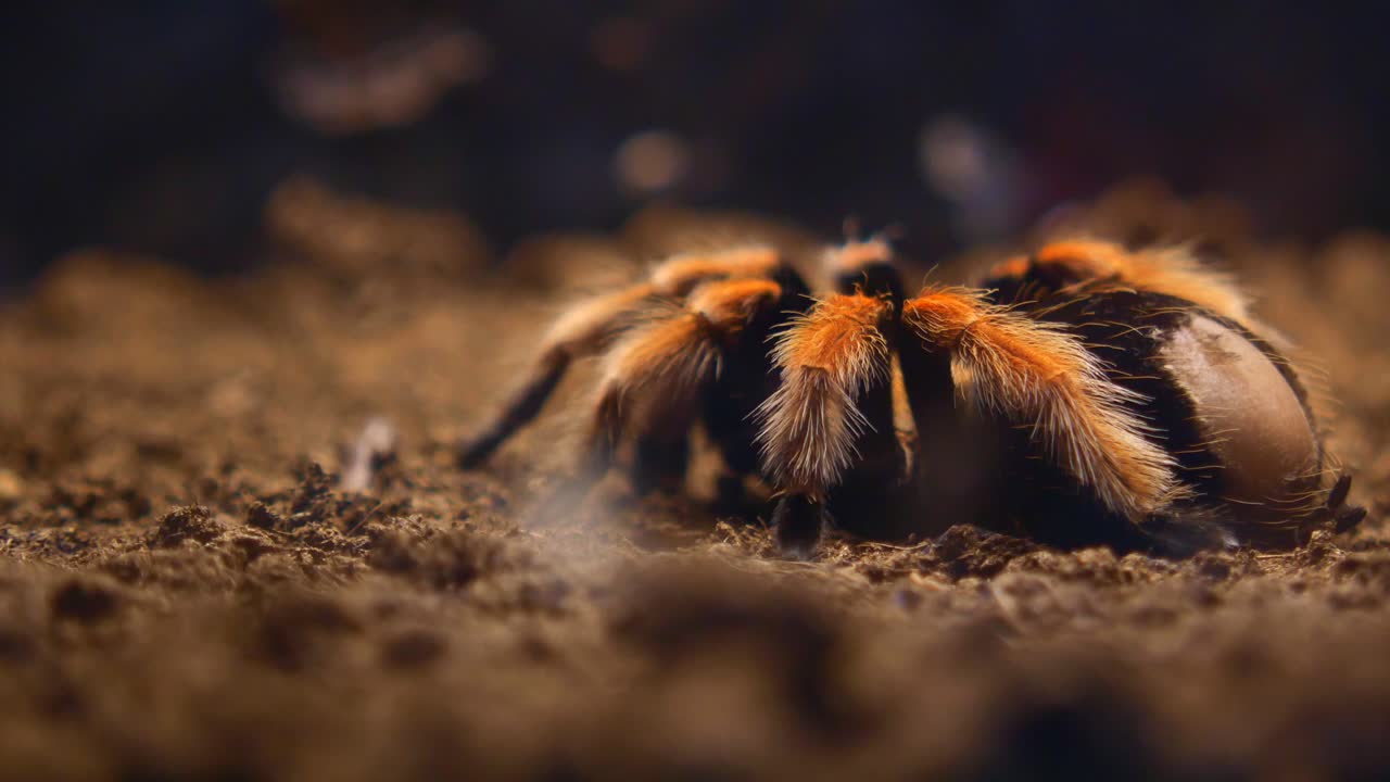 tarántula con huevos