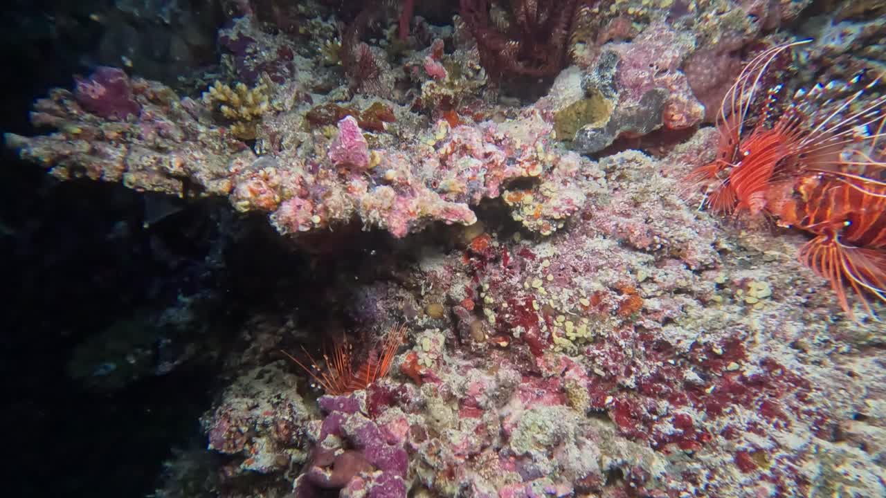 Pesci leone Spotfin in riproduzione che si accoppiano su una colorata barriera corallina di notte.