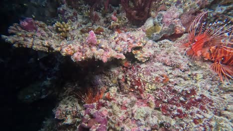 el pez león de aleta se aparea en un colorido arrecife de coral por la noche.