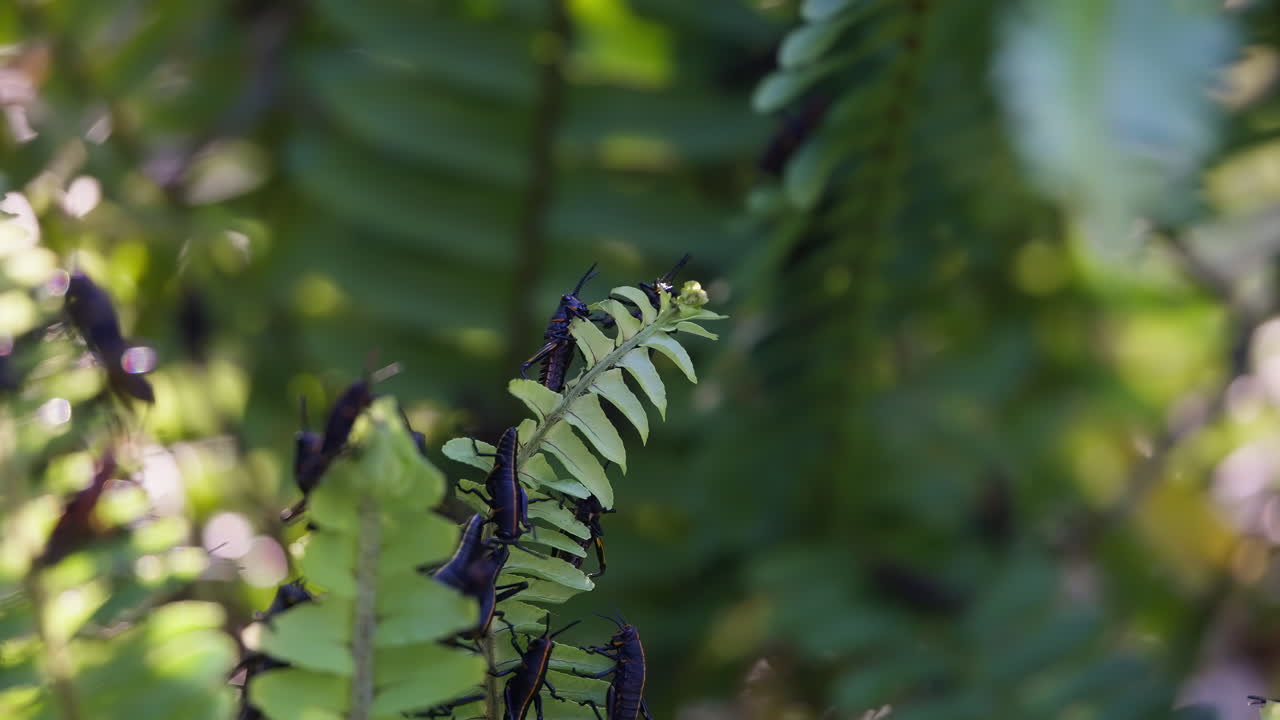 Florida Lubber Grasshoppers shifting position and climbing over each other on fern in breeze as leaves ripple around in jungle undergrowth
