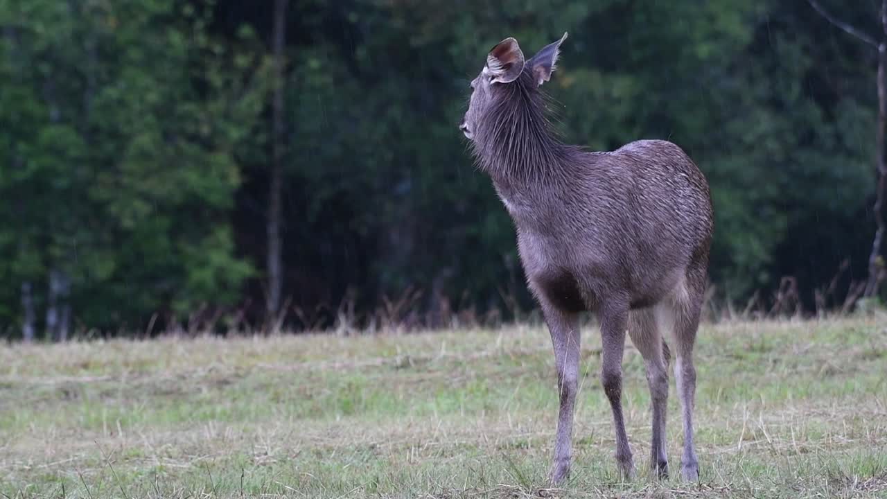 el ciervo sambar es una especie vulnerable debido a la pérdida de hábitat y la caza