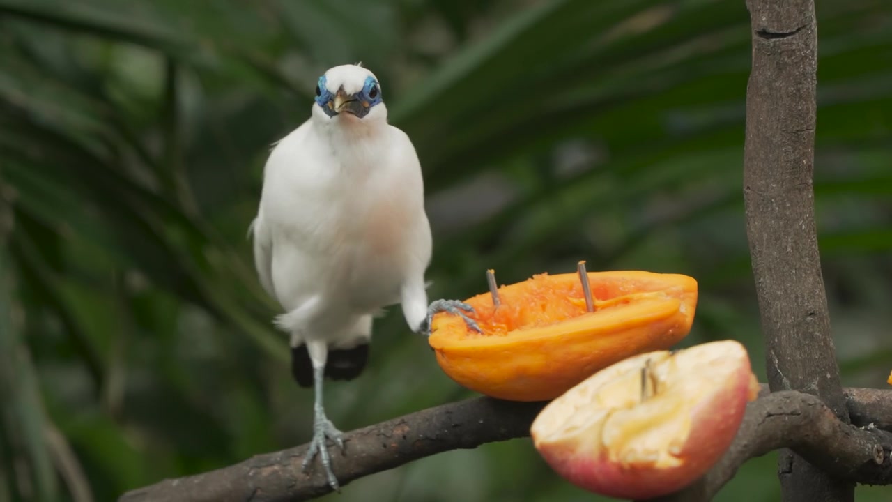 Maina di Bali in pericolo critico con maschera oculare blu che mangia attivamente mango e papaya su una mangiatoia per frutta presso la voliera Edward Youde.