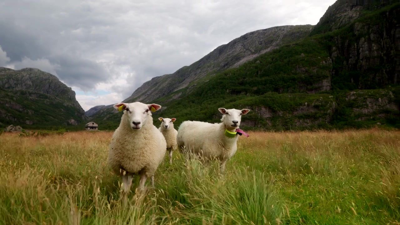 Animali da fattoria dipinti, Pecore al pascolo, Paesaggio agricolo, Paesaggi montuosi, Norvegia, Scandinavia, Vista a mano libera