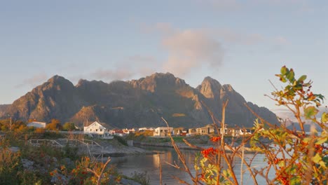 Translation-shot-from-a-gorgeous-bush-to-the-mountains-of-Festvågtind-behind-Henningsvær,-Lofoten-Islands,-Norway