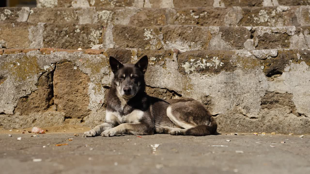 Street dog lying calmly against a weathered stone wall in Santiago Atitlan Guatemala