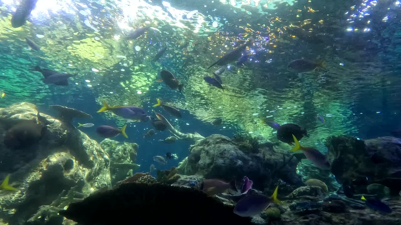 Vista sottomarina di un vivace acquario di barriera corallina con acqua salata. Pesci colorati e vivaci che nuotano in un paradiso tropicale all'acquario di Long Beach, nella California meridionale