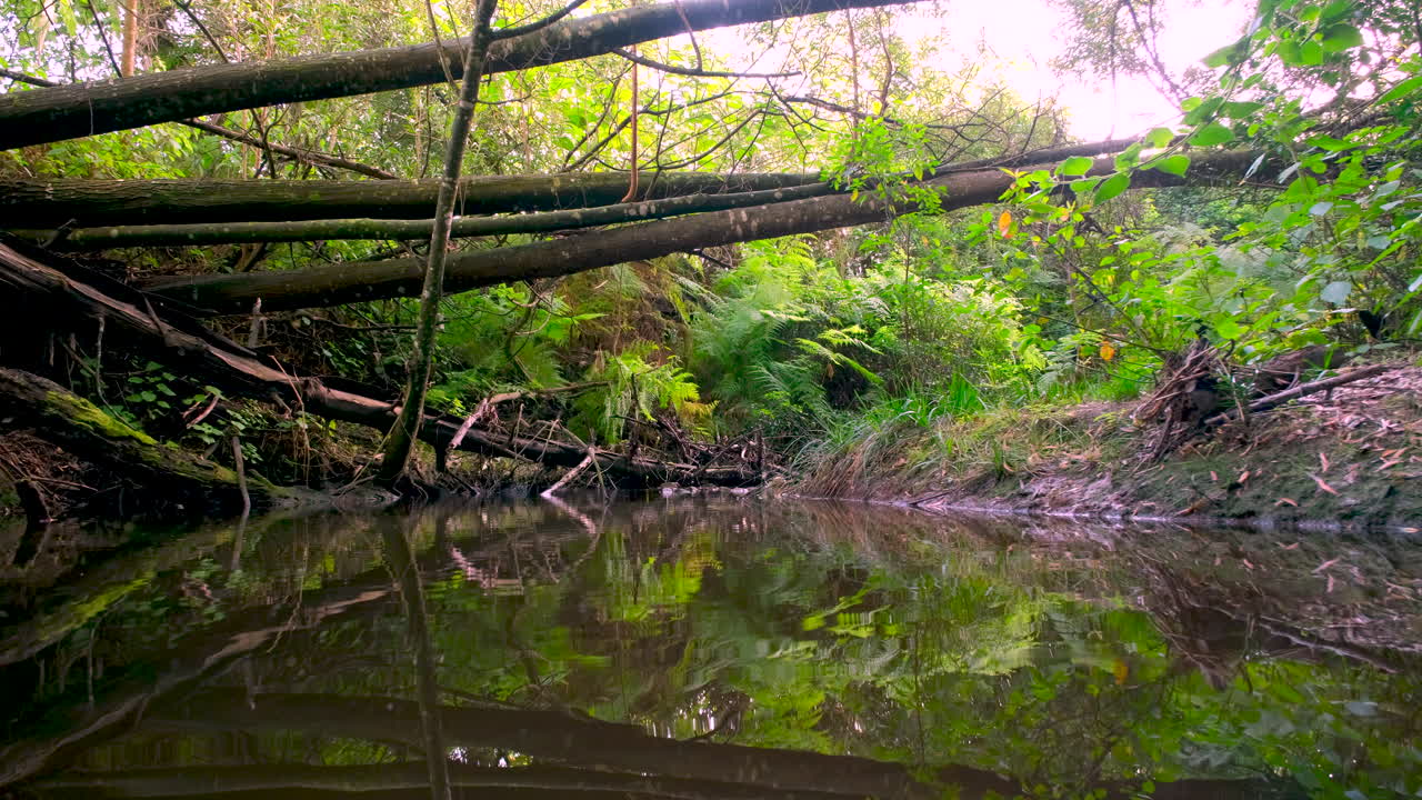 Toppled trees after storm over forest stream in Garden Route countryside