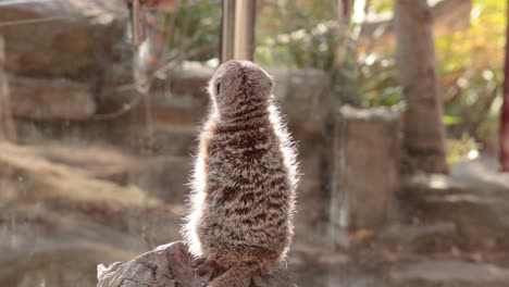 meerkat standing alert, observing surroundings