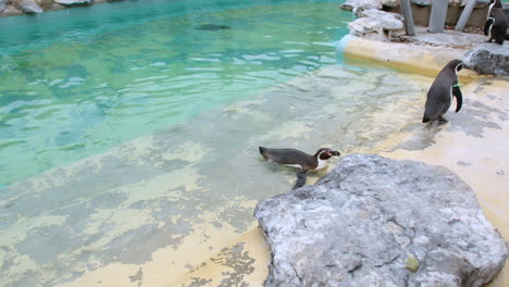 Un-Pingüino-Nadando-En-Una-Piscina-De-Agua-En-Un-Zoológico