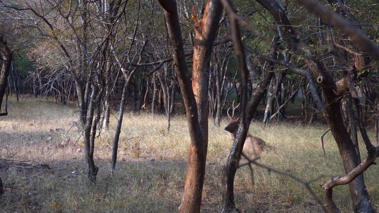 ciervo macho descansando en los prados del parque nacional de ranthambore en india