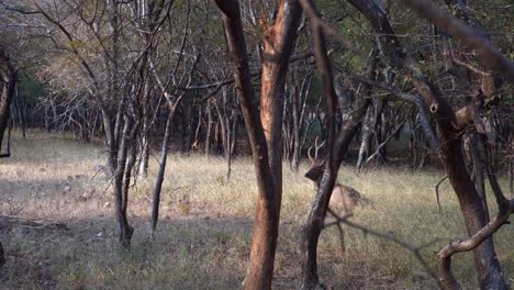 Ciervo-Macho-Descansando-En-Los-Prados-Del-Parque-Nacional-De-Ranthambore-En-India