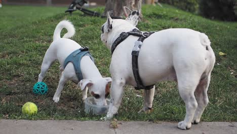 two dogs playing in a park