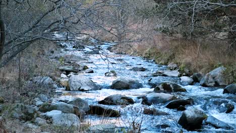Clear water flows over rocks in a mountain stream surrounded by bare trees and dry grass, captured in a still 4K winter scene