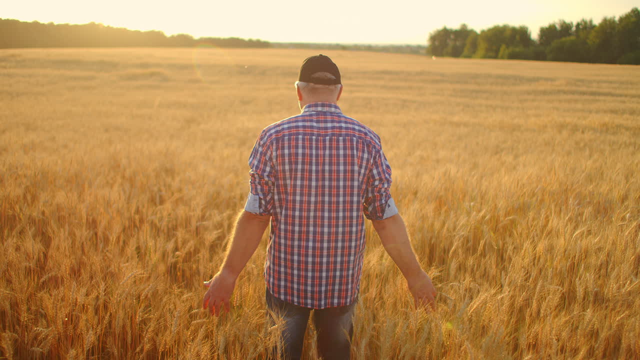 viejo agricultor caminando por el campo de trigo al atardecer tocando las espigas de trigo con las manos - concepto de agricultura. brazo masculino moviéndose sobre el trigo maduro que crece en el prado.