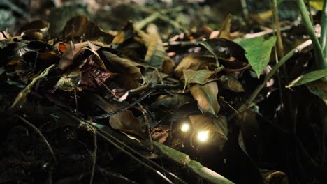 glowing spirits moving in the jungle
